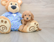 7 week old Mini Goldendoodle Puppy For Sale - Pilesgrove Pups