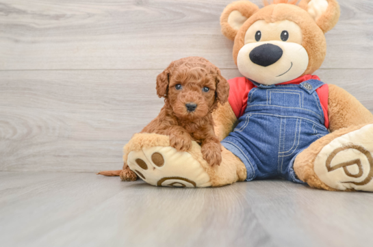 Little Mini Goldenpoo Poodle Mix Puppy
