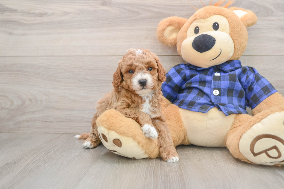 Best Mini Goldendoodle Baby