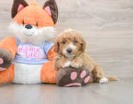5 week old Mini Goldendoodle Puppy For Sale - Pilesgrove Pups