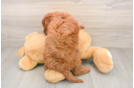 Mini Goldendoodle Puppy for Adoption