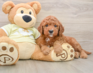 5 week old Mini Goldendoodle Puppy For Sale - Pilesgrove Pups
