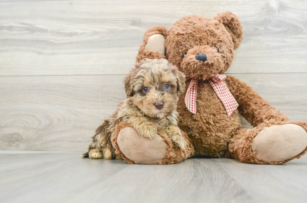 5 week old Mini Goldendoodle Puppy For Sale - Pilesgrove Pups