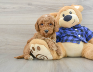 8 week old Mini Goldendoodle Puppy For Sale - Pilesgrove Pups