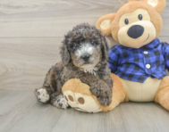 8 week old Mini Goldendoodle Puppy For Sale - Pilesgrove Pups