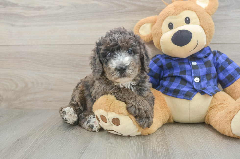 5 week old Mini Goldendoodle Puppy For Sale - Pilesgrove Pups