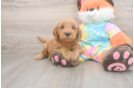 Mini Goldendoodle Puppy for Adoption