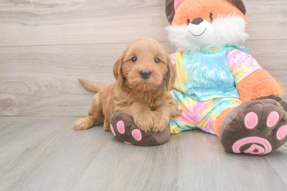 Mini Goldendoodle Puppy for Adoption