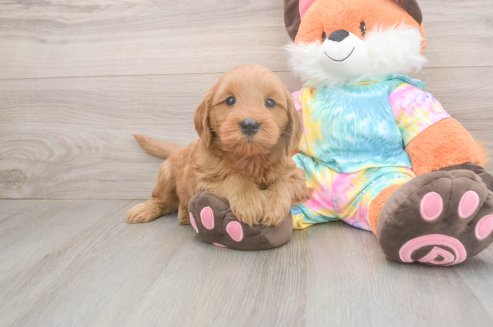 5 week old Mini Goldendoodle Puppy For Sale - Pilesgrove Pups
