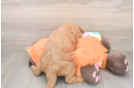 Sweet Mini Goldendoodle Baby