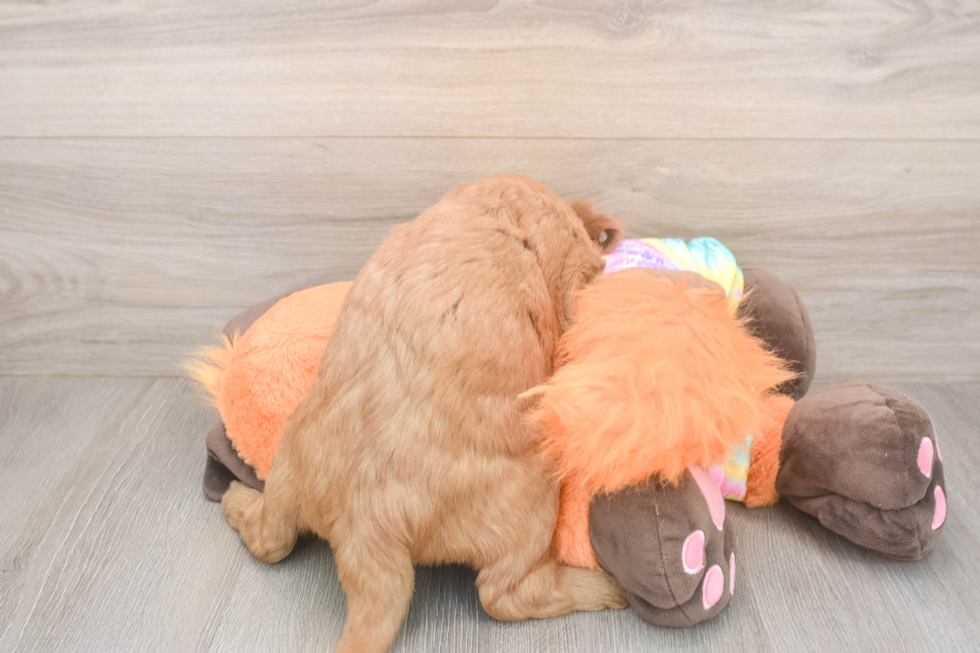 Sweet Mini Goldendoodle Baby