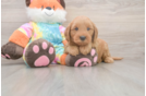Smart Mini Goldendoodle Poodle Mix Pup