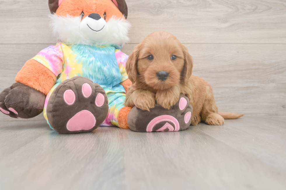 Smart Mini Goldendoodle Poodle Mix Pup