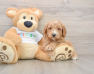 6 week old Mini Goldendoodle Puppy For Sale - Pilesgrove Pups