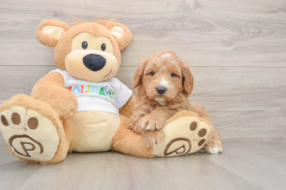 Mini Goldendoodle Pup Being Cute