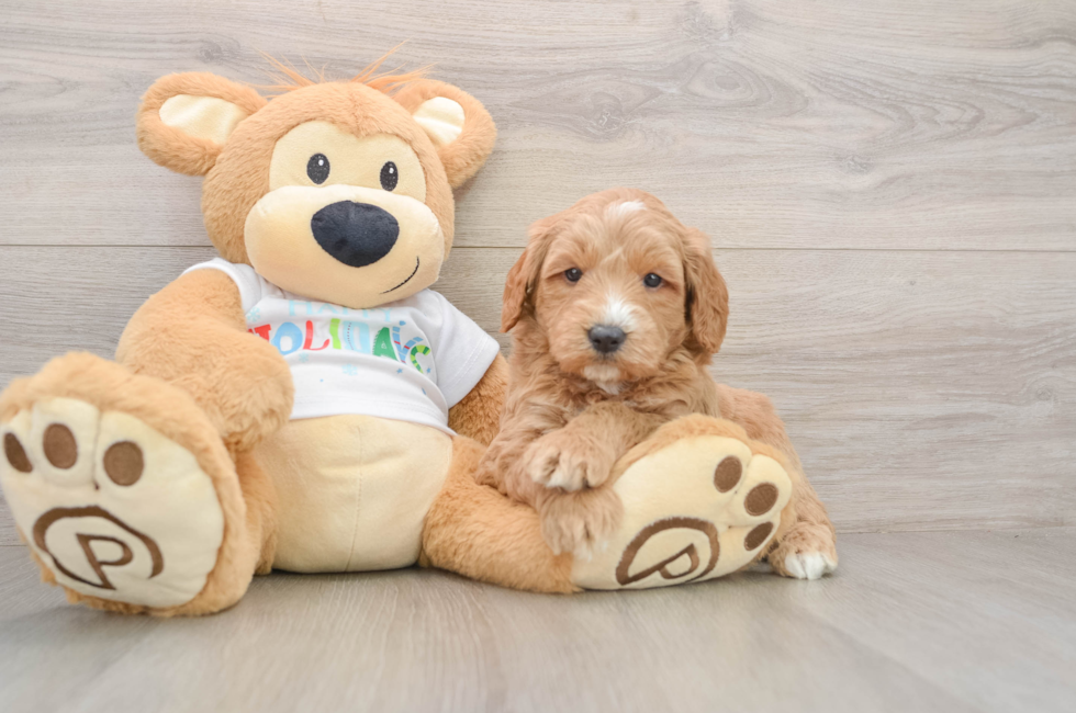 5 week old Mini Goldendoodle Puppy For Sale - Pilesgrove Pups