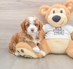 6 week old Mini Goldendoodle Puppy For Sale - Pilesgrove Pups