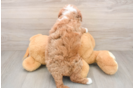 Mini Goldendoodle Puppy for Adoption