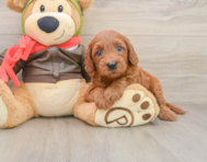 6 week old Mini Goldendoodle Puppy For Sale - Pilesgrove Pups