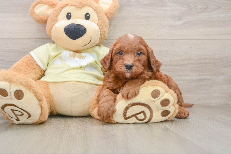 Best Mini Goldendoodle Baby