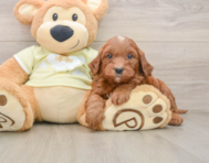 5 week old Mini Goldendoodle Puppy For Sale - Pilesgrove Pups