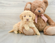 7 week old Mini Goldendoodle Puppy For Sale - Pilesgrove Pups