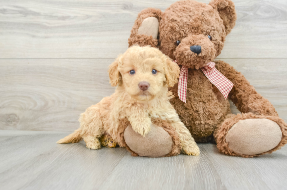 5 week old Mini Goldendoodle Puppy For Sale - Pilesgrove Pups