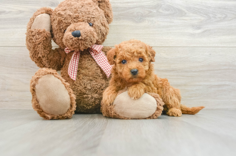 7 week old Mini Goldendoodle Puppy For Sale - Pilesgrove Pups