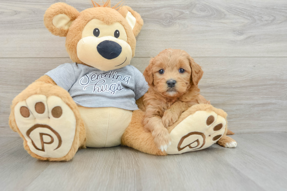 Adorable Golden Retriever Poodle Mix Poodle Mix Puppy