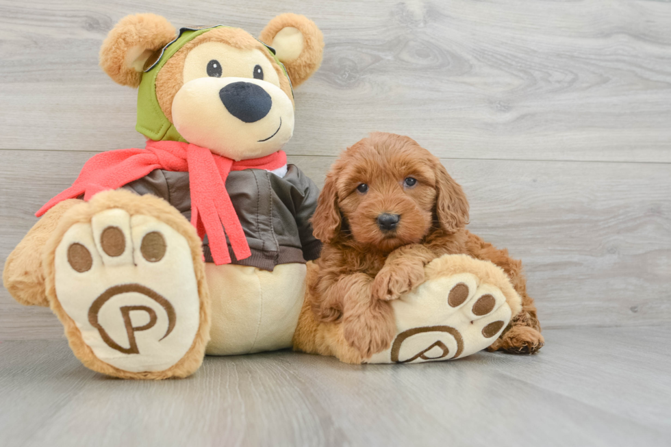 Smart Mini Goldendoodle Poodle Mix Pup