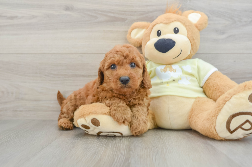 7 week old Mini Goldendoodle Puppy For Sale - Pilesgrove Pups