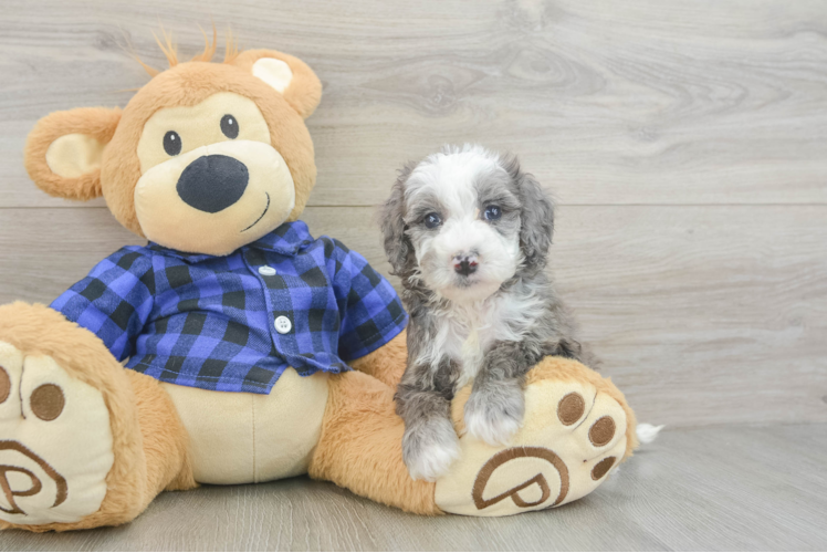 Mini Goldendoodle Puppy for Adoption