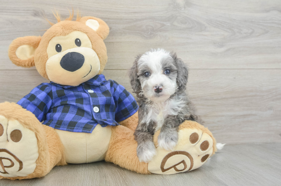 5 week old Mini Goldendoodle Puppy For Sale - Pilesgrove Pups