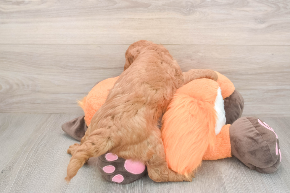 Mini Goldendoodle Pup Being Cute