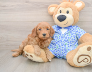 8 week old Mini Goldendoodle Puppy For Sale - Pilesgrove Pups