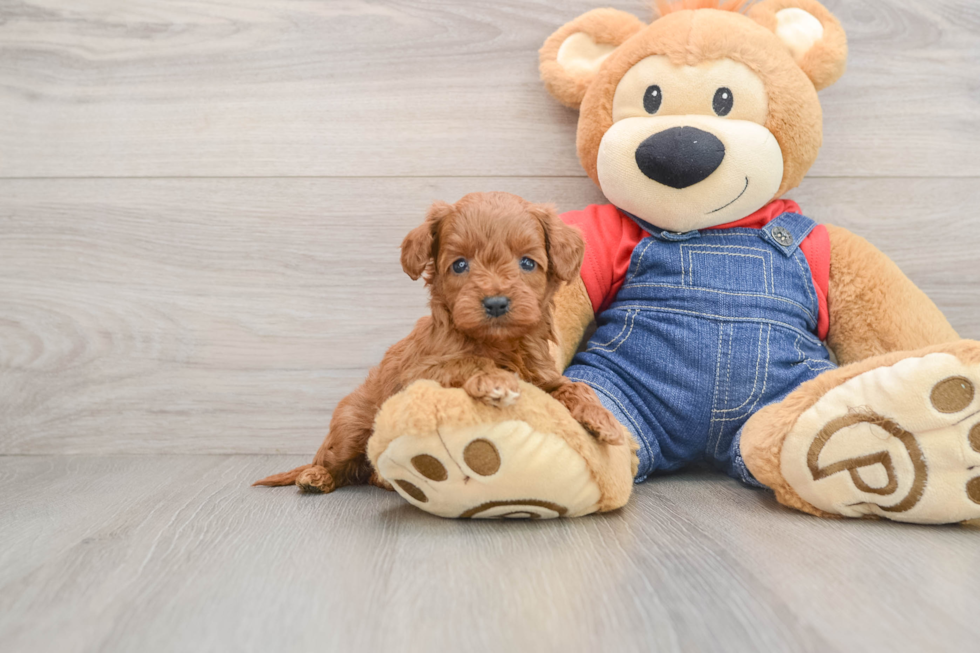 Mini Goldendoodle Puppy for Adoption