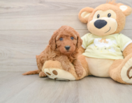 6 week old Mini Goldendoodle Puppy For Sale - Pilesgrove Pups