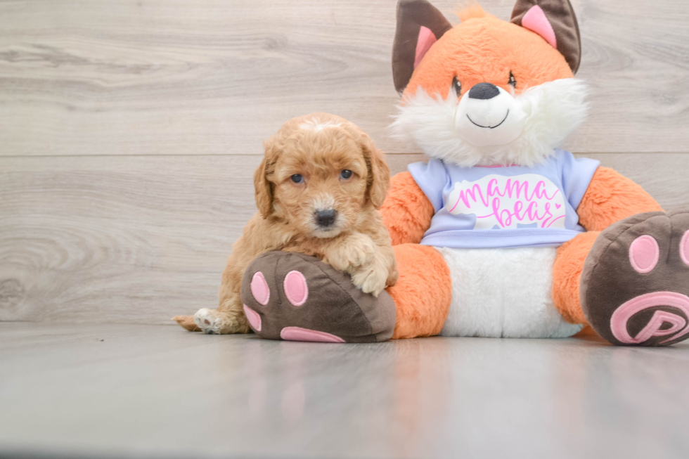Energetic Golden Doodle Poodle Mix Puppy