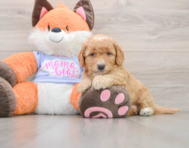 7 week old Mini Goldendoodle Puppy For Sale - Pilesgrove Pups