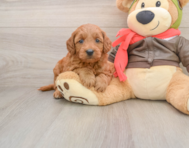 6 week old Mini Goldendoodle Puppy For Sale - Pilesgrove Pups