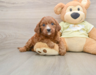 5 week old Mini Goldendoodle Puppy For Sale - Pilesgrove Pups
