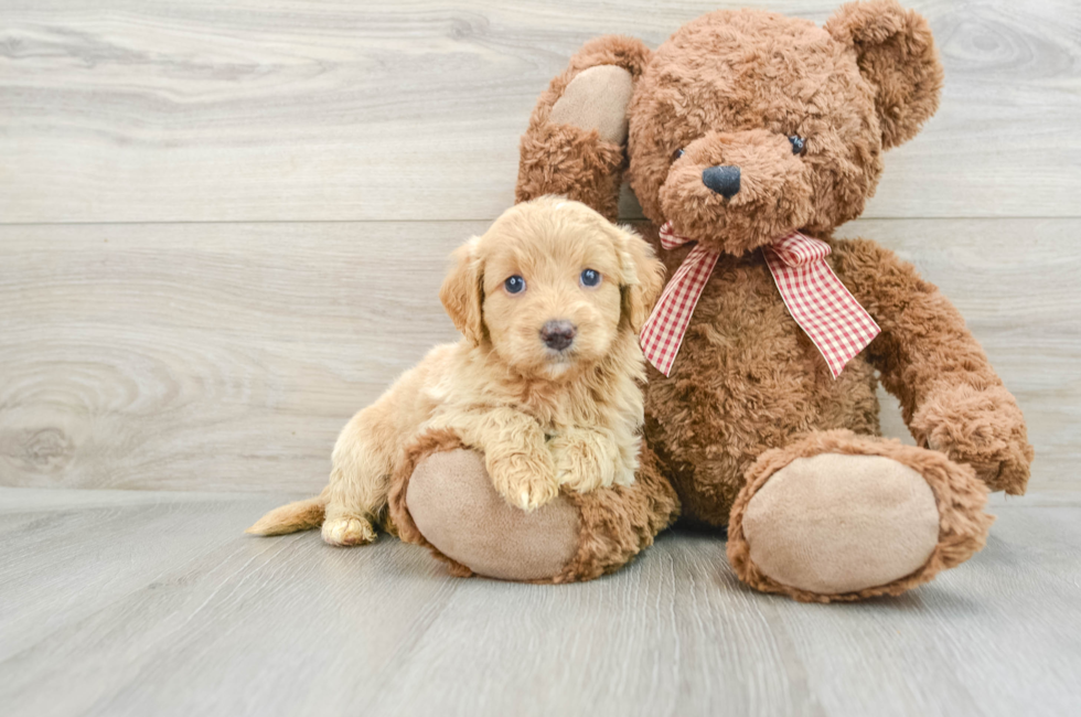 5 week old Mini Goldendoodle Puppy For Sale - Pilesgrove Pups