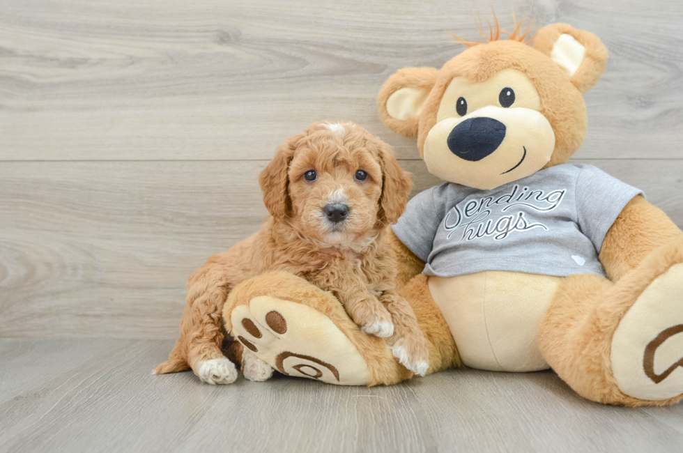 6 week old Mini Goldendoodle Puppy For Sale - Pilesgrove Pups