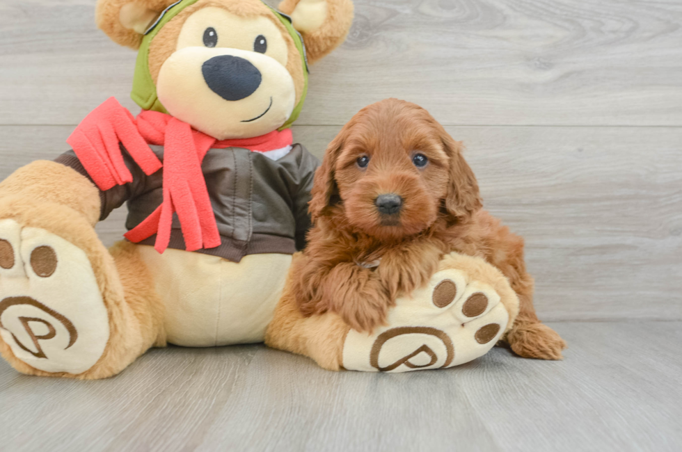 5 week old Mini Goldendoodle Puppy For Sale - Pilesgrove Pups