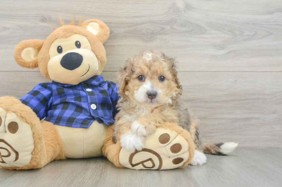 5 week old Mini Goldendoodle Puppy For Sale - Pilesgrove Pups