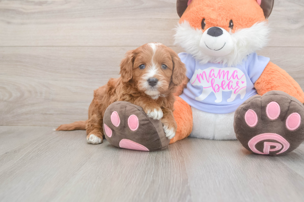 Meet Andrea - our Mini Goldendoodle Puppy Photo  1/3 - Pilesgrove Pups Funny Mini Goldendoodle Poodle Mix Pup