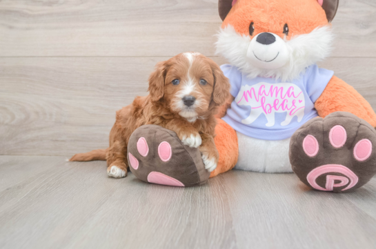 Funny Mini Goldendoodle Poodle Mix Pup