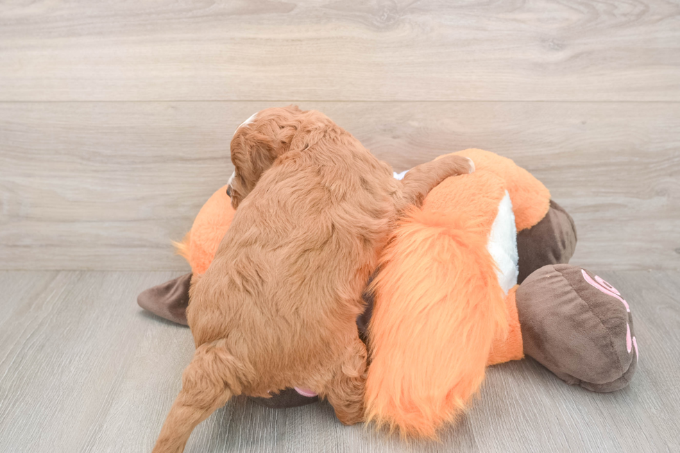 Meet Andrea - our Mini Goldendoodle Puppy Photo  3/3 - Pilesgrove Pups Happy Mini Goldendoodle Baby