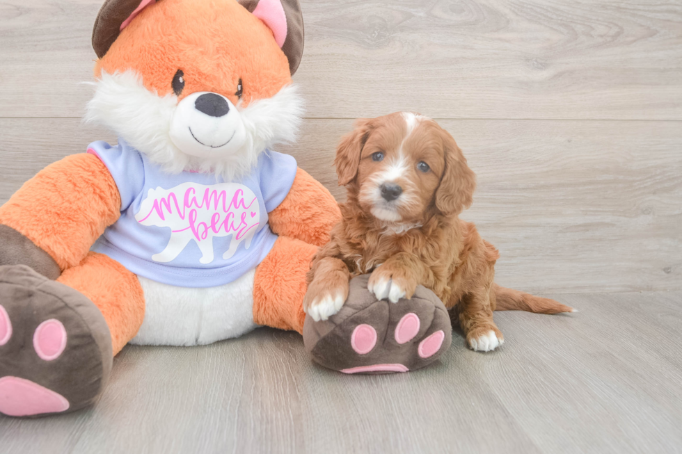 Meet Andrea - our Mini Goldendoodle Puppy Photo  2/3 - Pilesgrove Pups Petite Mini Goldendoodle Poodle Mix Pup