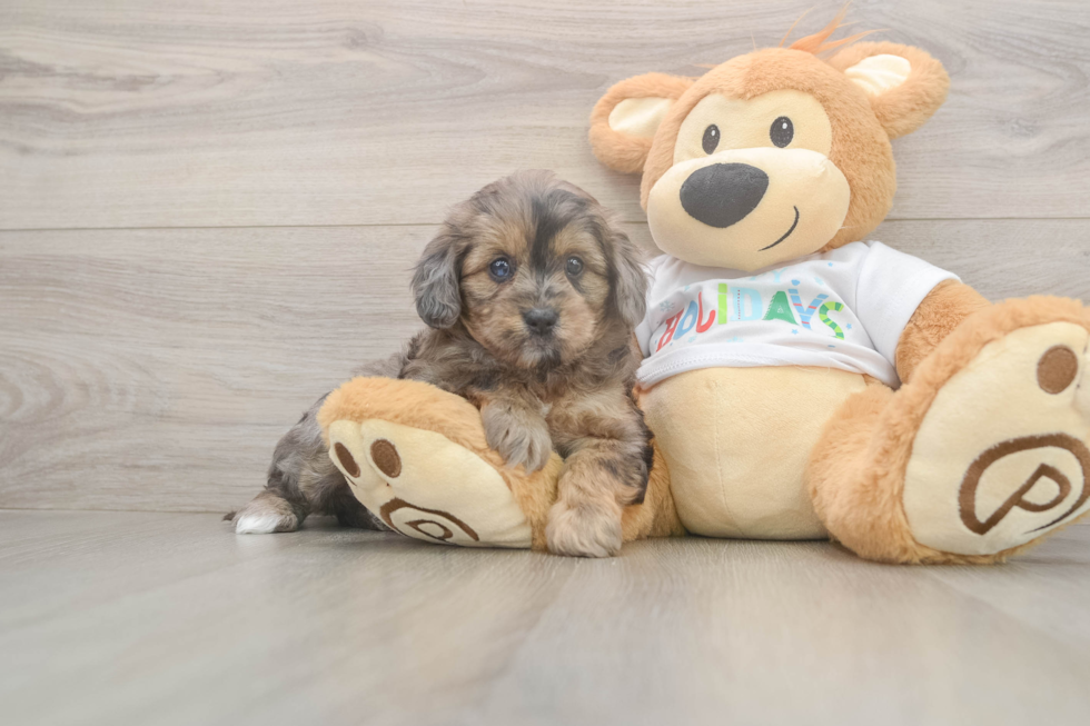 Smart Mini Goldendoodle Poodle Mix Pup